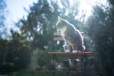 猫在花园