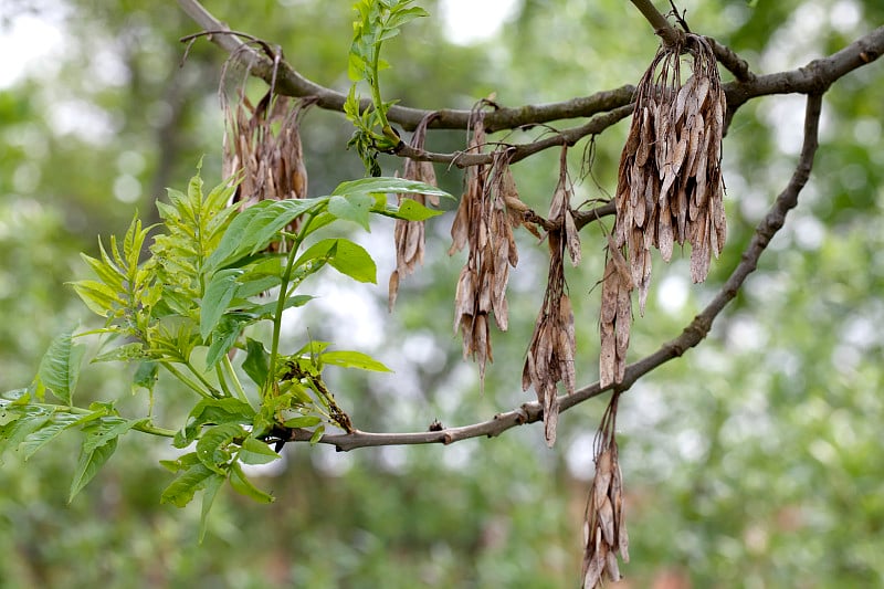 白蜡树(Fraxinus excelsior)与坚果(翅果)