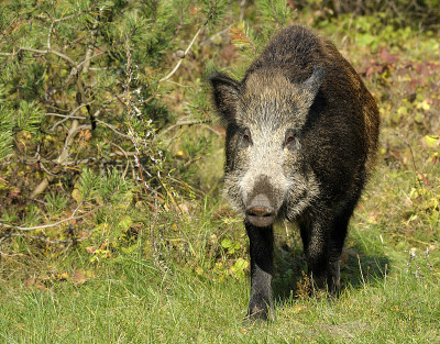 scrofa