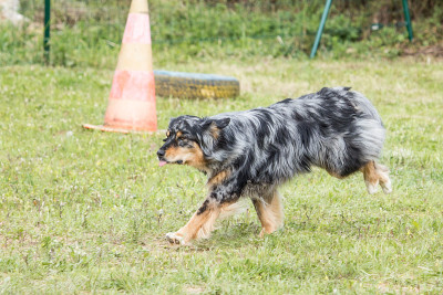 澳大利亚牧羊犬