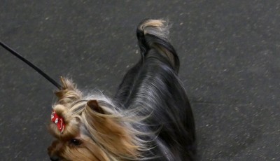 的犬