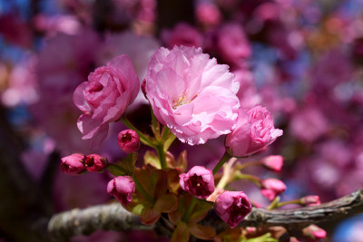 粉红色的花。