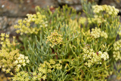 海茴香花(Crithmum maritimum)