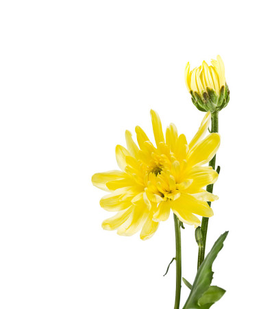 盛开的黄色菊花