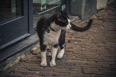 黑猫在街上