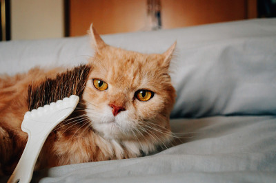 猫在晚上看东西
