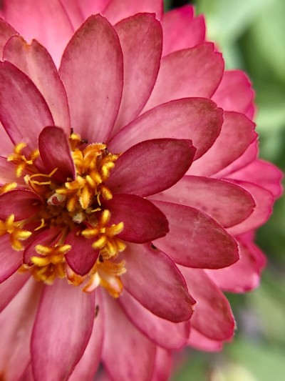 粉色zinnia