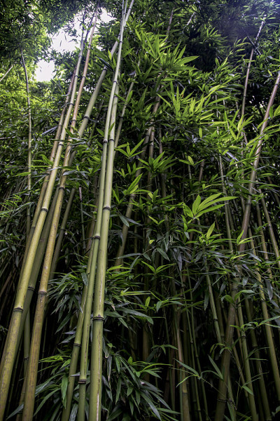 竹林