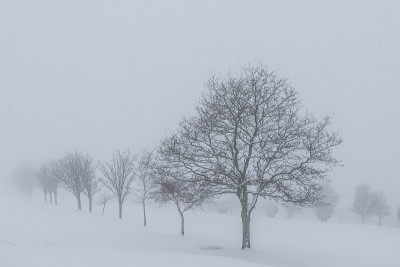 雪中的树