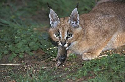 野猫，野猫，成年吃老鼠
