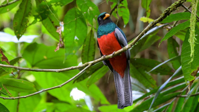 雄格尾飞禽(trogon clathratus)是飞禽科的一种鸟类。它在哥斯达黎加和巴拿马被发现。