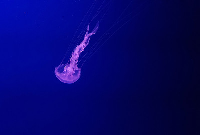 鱼缸里五颜六色的水母