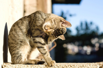 年轻的猫