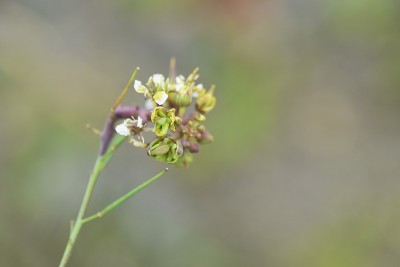 在植物虫瘿。