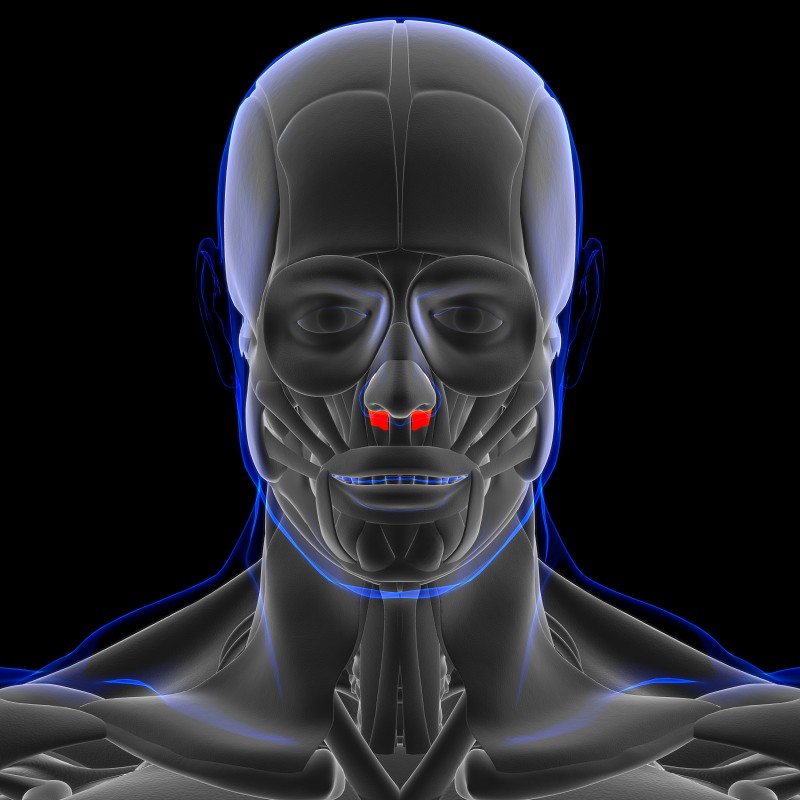 鼻肌解剖医学概念3D