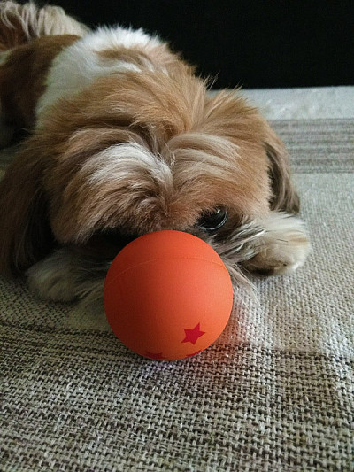 可爱的西施犬的狗