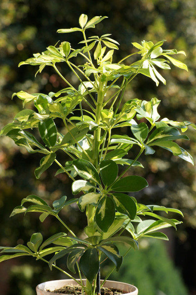 花盆里的Schefflera Arboricola