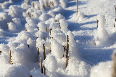 冬天雪堆和植物