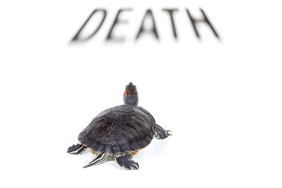 慢死