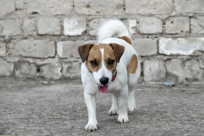 一只杰克罗素梗犬走在一幢废弃建筑的旧灰砖墙的背景上