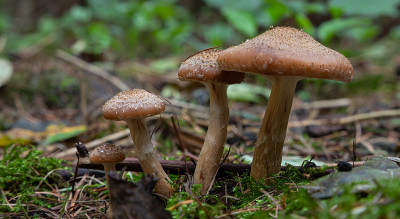 野生食用菌群——蜜木耳。蘑菇的家庭。童话森林，柔软的苔藓