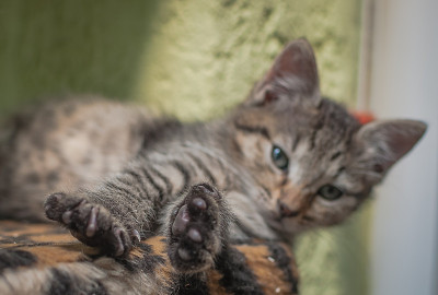 小猫