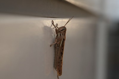 蚱蜢