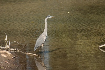 Blue Heron