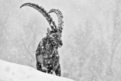 雪灾下野山羊黑白画像(卡普拉野山羊)