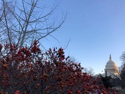 红莓和国会山