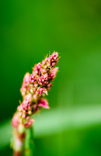 野生植物