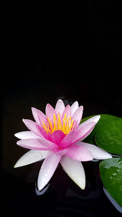 莲花