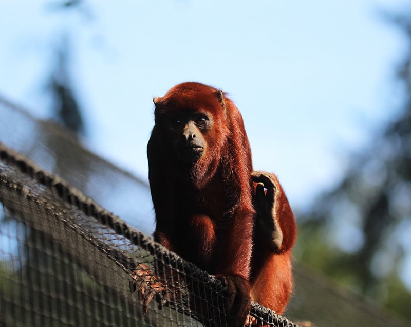 委内瑞拉红吼犬(Alouatta seniculus)