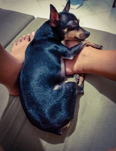 狗狗在睡觉
