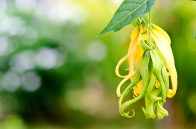?矮依兰树的花