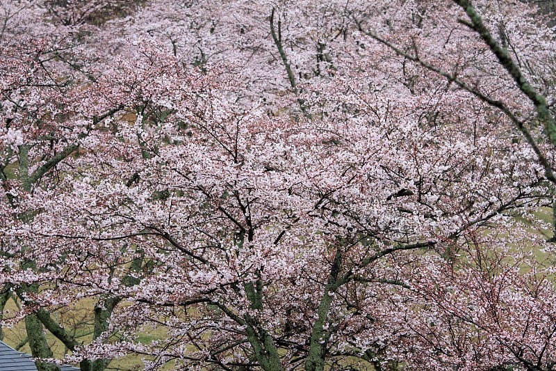 日本静冈县伊豆的佐藤樱(多雨)