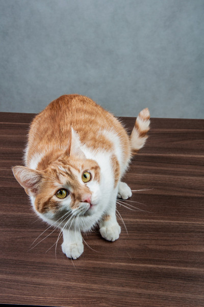 很棒的家养玩猫
