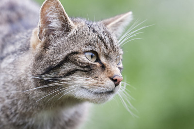 苏格兰野猫