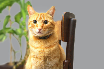 可爱的橙色小猫坐在灰色背景的木椅上。