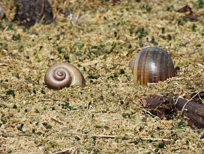 苹果蜗牛壳(壶腹螺科)，在湿地被林普金人吃