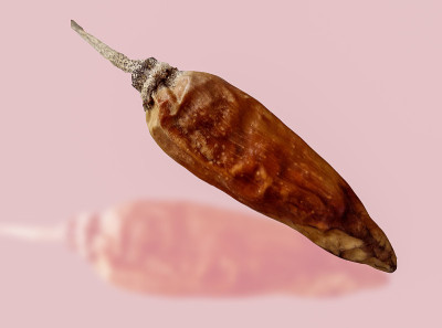 干辣椒