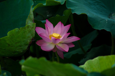 莲花