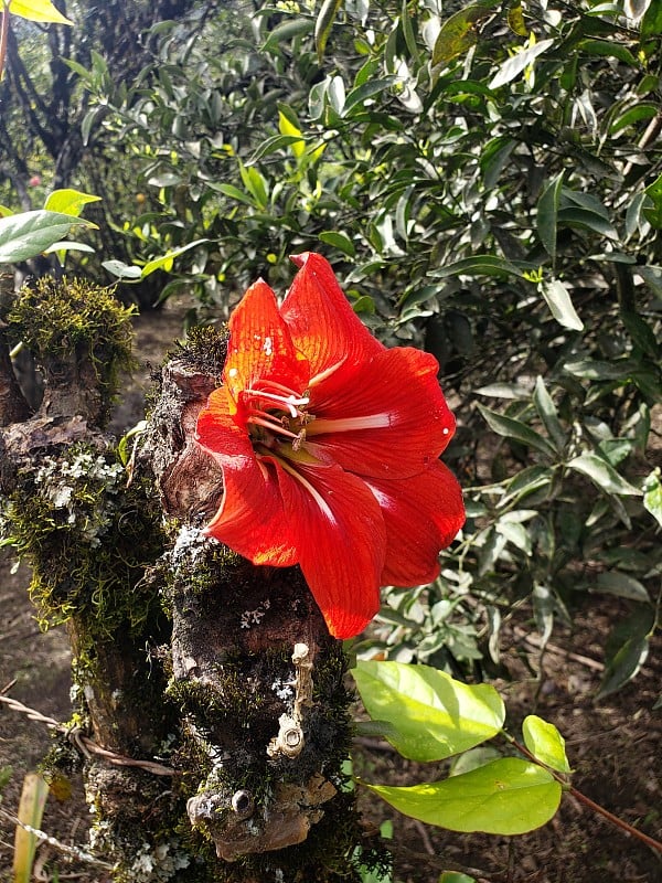 红色的花在花园里