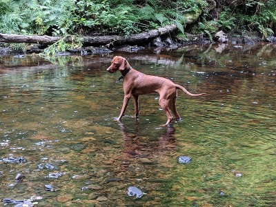 匈牙利Vizsla工作犬