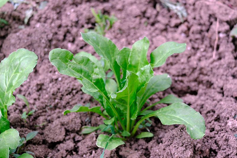 菜园里的甜菜开始成熟，菜园里的甜菜，