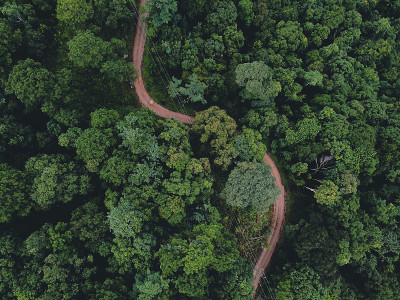 在森林和进入森林的道路，深绿色的树雾雨后