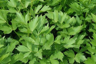 拉维纪草,levisticum officinale
