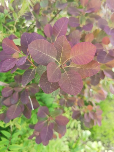 Cotinus coggygria