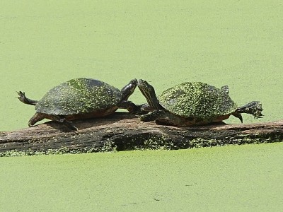佛罗里达红腹库特(pseudodemys rubriventris)栖息在佛罗里达浮藻湿地的一根原木