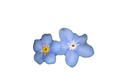 勿忘我花孤立在白色
